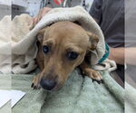 Small Dachshund