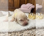Small #5 Labrador Retriever