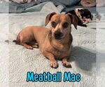 Small #2 Dachshund
