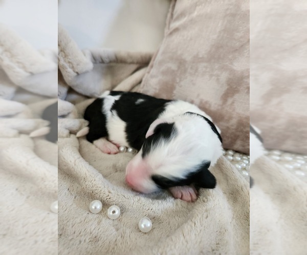 Medium Photo #51 Sheepadoodle Puppy For Sale in LEHI, UT, USA