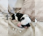 Small #10 Sheepadoodle