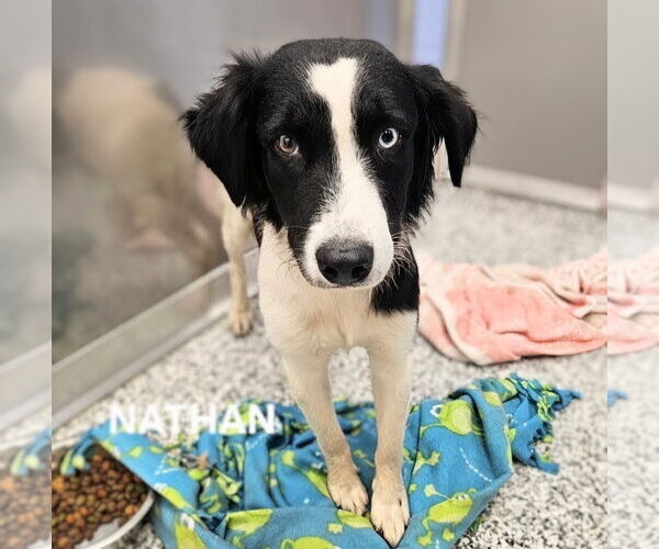 Medium Photo #4 Australian Shepherd-Unknown Mix Puppy For Sale in Maryville, TN, USA