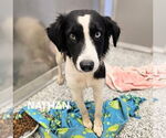 Small #3 Australian Shepherd Mix