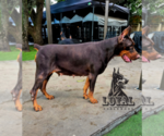 Small Photo #1 Doberman Pinscher Puppy For Sale in MIAMI, FL, USA