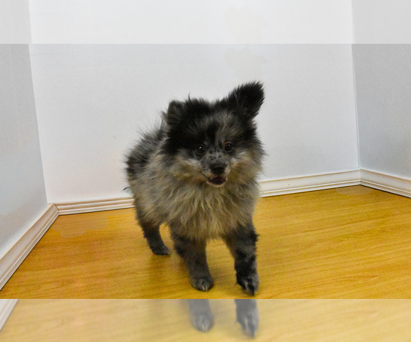 Medium Photo #3 Pomeranian Puppy For Sale in PHILADELPHIA, PA, USA