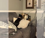 Small #3 Chihuahua-Retriever  Mix