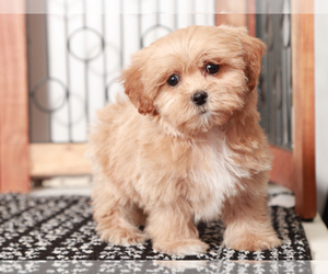 ShihPoo Puppy for sale in NAPLES, FL, USA