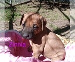 Small #7 Rhodesian Ridgeback