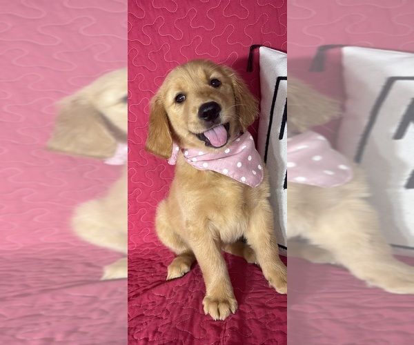 Medium Photo #1 Golden Retriever Puppy For Sale in GREENFIELD, IN, USA