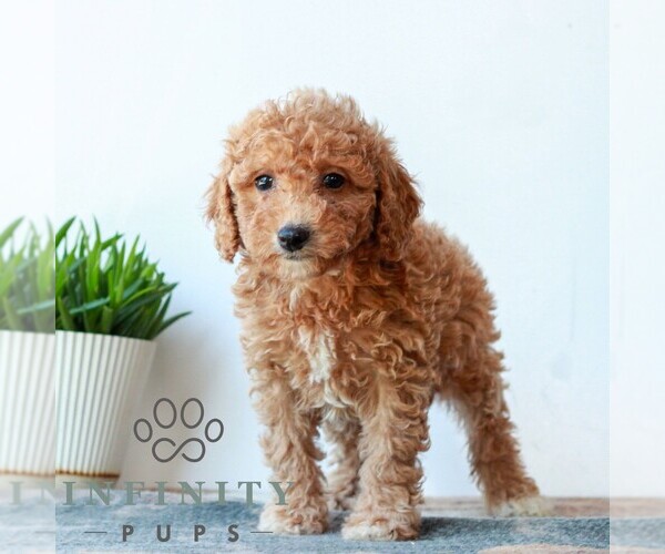 Medium Photo #3 Poodle (Miniature) Puppy For Sale in LITITZ, PA, USA