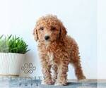 Small #2 Poodle (Miniature)
