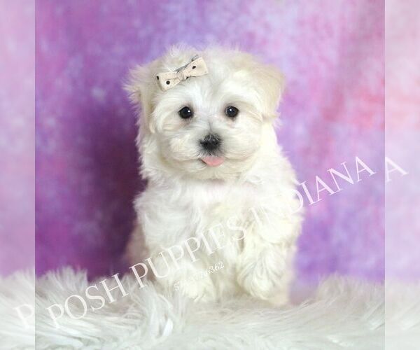 Medium Photo #2 Maltese Puppy For Sale in WARSAW, IN, USA