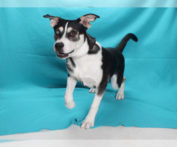 Medium Photo #1 Siberian Husky-Unknown Mix Puppy For Sale in Burbank, CA, USA