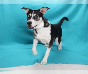 Siberian Husky-Unknown Mix Dogs for adoption in Burbank, CA, USA
