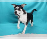 Small Siberian Husky Mix
