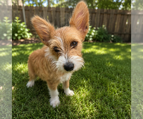 Medium Photo #2 Mutt Puppy For Sale in Littleton, CO, USA