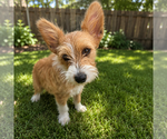 Small #1 Mutt