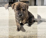 Small #9 American Staffordshire Terrier-German Shepherd Dog Mix