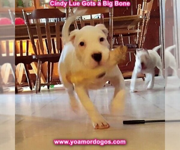 Medium Photo #137 Dogo Argentino Puppy For Sale in PINEVILLE, MO, USA