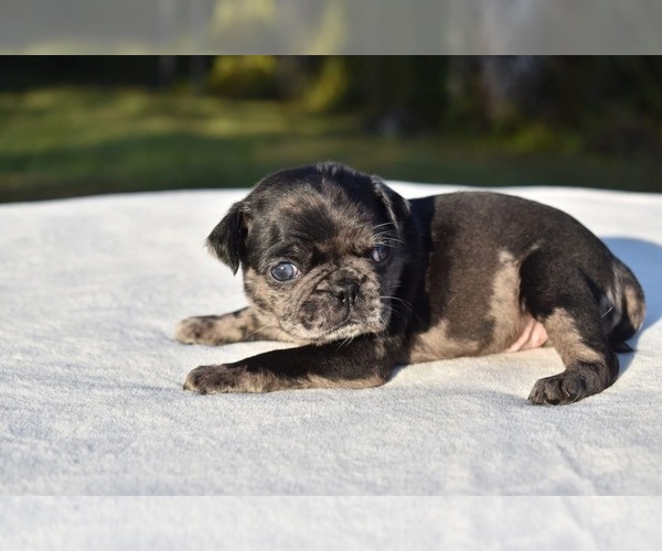 Medium Photo #4 Pug Puppy For Sale in PALM COAST, FL, USA