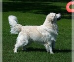 Image preview for Ad Listing. Nickname: Litter of 10