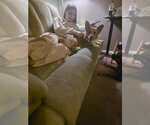Small Photo #6 Pembroke Welsh Corgi Puppy For Sale in Sandy, UT, USA
