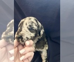 Small Photo #1 Newfypoo Puppy For Sale in DOUGLASVILLE, GA, USA