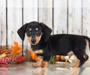 Dachshund Puppy for sale in MOUNT VERNON, OH, USA