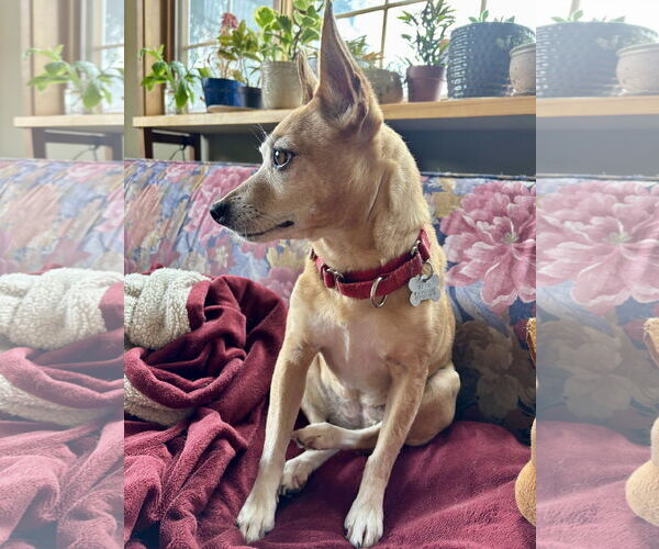 Medium Photo #15 Rat Terrier-Unknown Mix Puppy For Sale in Atlanta, GA, USA