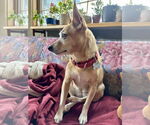 Small #14 Rat Terrier Mix