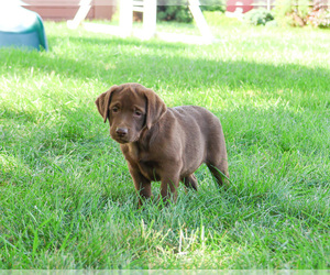 Labrador Retriever Puppy for sale in SYRACUSE, IN, USA