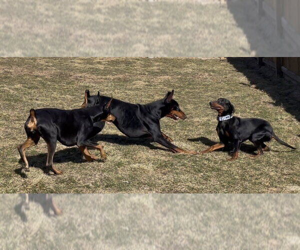 Medium Photo #8 Doberman Pinscher Puppy For Sale in Minneaoplis, MN, USA