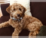 Small Photo #1 Goldendoodle (Miniature) Puppy For Sale in ABILENE, TX, USA