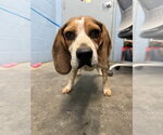 Small Photo #3 Beagle Puppy For Sale in Evansville, IN, USA