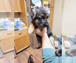 Small Photo #4 German Shepherd Dog Puppy For Sale in LYNCH STATION, VA, USA