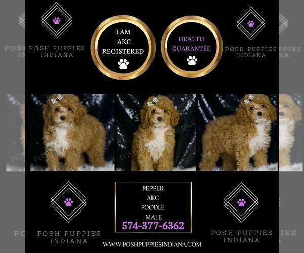 Medium Photo #2 Poodle (Miniature) Puppy For Sale in WARSAW, IN, USA