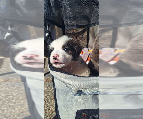 Medium Photo #4 Havashu Puppy For Sale in Aurora, IN, USA