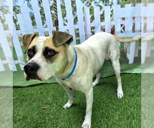 German Shepherd Dog-Unknown Mix Dogs for adoption in Long Beach, CA, USA