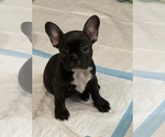 Puppy 1 French Bulldog