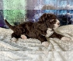 Small Photo #15 Miniature Australian Shepherd-Miniature Bernedoodle Mix Puppy For Sale in BLUE SPRINGS, MO, USA