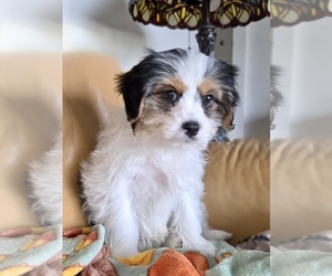 Cavalier King Charles Spaniel Puppy for sale in FAIR HAVEN, MI, USA