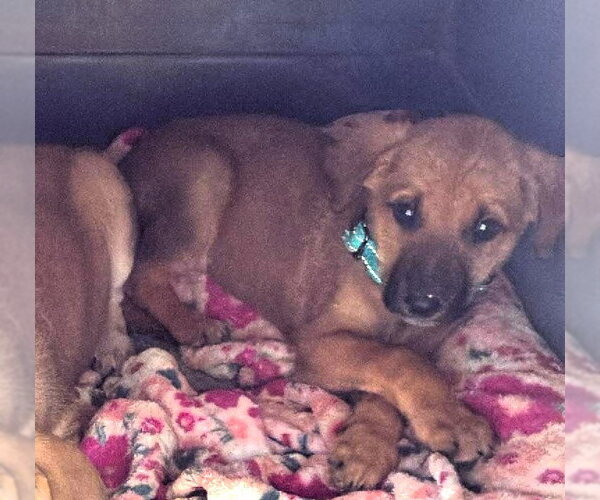 Medium Photo #4 German Shepherd Dog-Unknown Mix Puppy For Sale in Hinton, WV, USA
