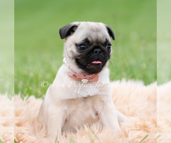 Medium Photo #10 Pug Puppy For Sale in WARSAW, IN, USA