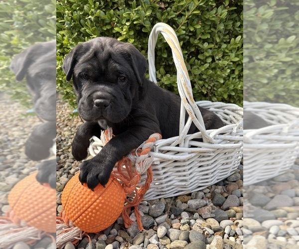Medium Photo #2 Cocker-Pei Puppy For Sale in MIDDLEBURY, IN, USA