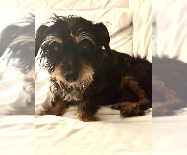 Medium Photo #6 Dachshund Puppy For Sale in Tarrytown, GA, USA