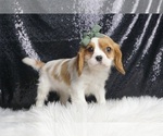 Puppy Drake AKC Cavalier King Charles Spaniel