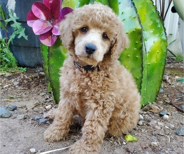 Medium Photo #1 Poodle (Miniature) Puppy For Sale in CHANDLER, AZ, USA