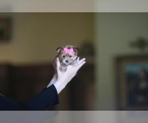 Medium Photo #12 Morkie Puppy For Sale in MIAMI, FL, USA