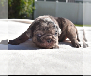 Pug Puppy for sale in PALM COAST, FL, USA