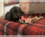 Small Photo #14 Labradoodle Puppy For Sale in LOS ANGELES, CA, USA